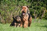 WELSH TERRIER 010